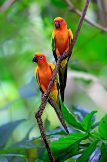 Sun conure
