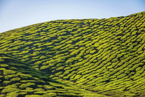 Hill with tea plantations