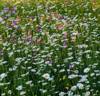 Sea of blossoms