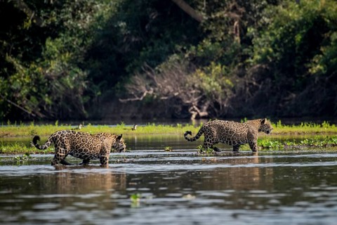 Jaguars