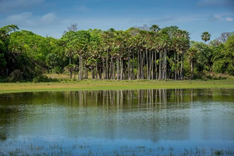 River landscape with palm trees at the Rio Negro