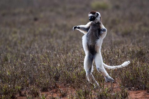 Dancing Verreaux's sifaka