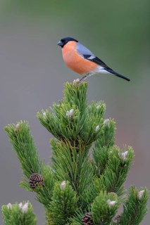 Eurasian bullfinch