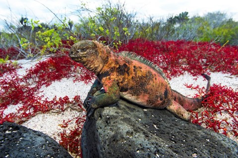 Marine iguana