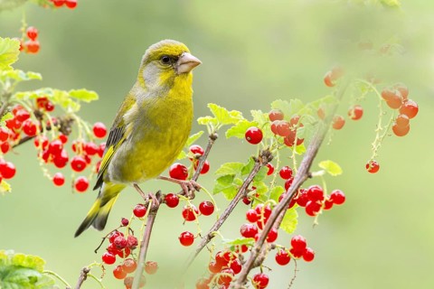 Greenfinch