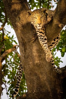 Leopard