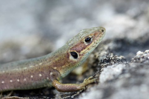 Viviparous lizard