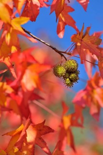 American sweetgum
