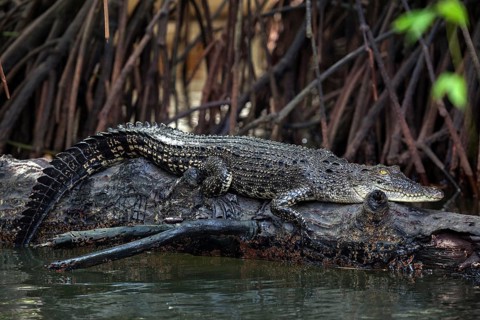 Saltwater crocodile