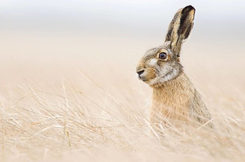 European hare