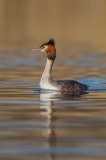 Great crested grebe