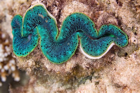 Maxima clam