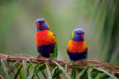Rainbow Lorikeet