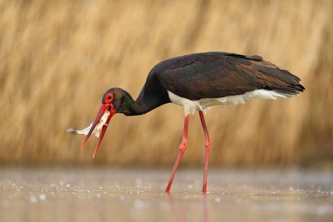 Black stork