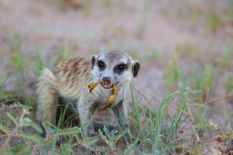 Suricate or meerkat