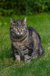 Lykoi