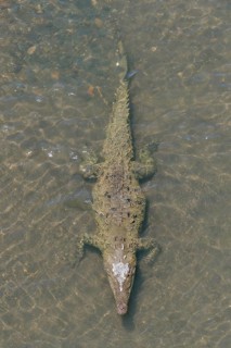 American crocodile