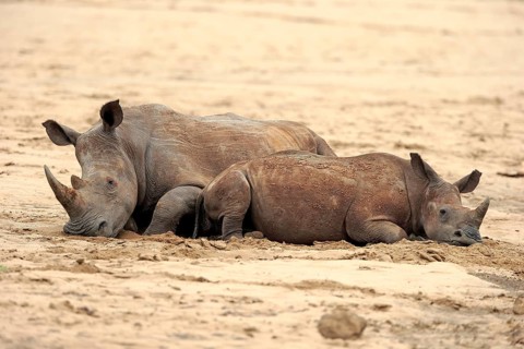 White rhinoceroses
