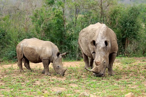 White rhinoceroses