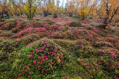 Autumnal forest floor