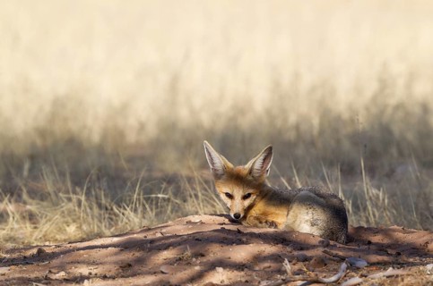 Cape Fox