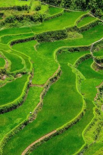 Bangaan in the rice terraces of Banaue