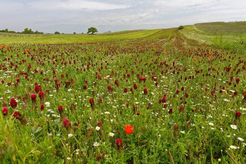 Flowering crimson clover field