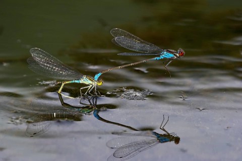 Small red-eyed damselflies