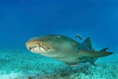 Nurse shark