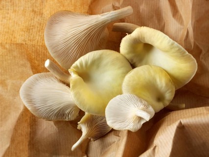Golden oyster mushrooms