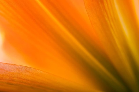 Daylily