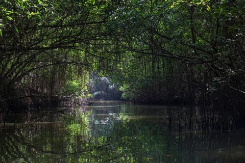 Mangrove forest