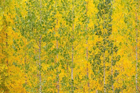 Yellow aspens