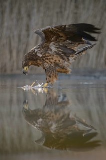 White-tailed eagle