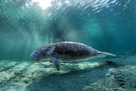 West Indian manatee