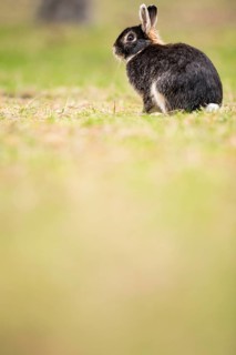 Wild rabbits