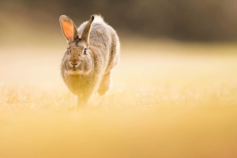 Wild rabbits