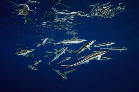 School of fish Remora