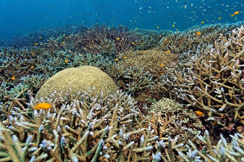 Various stony corals
