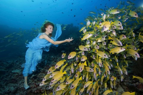 Beautiful woman in blue dress with school of fish Bluestripe Snappers
