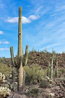 Saguaro