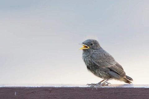 Black redstart