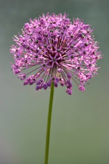 Ornamental leek