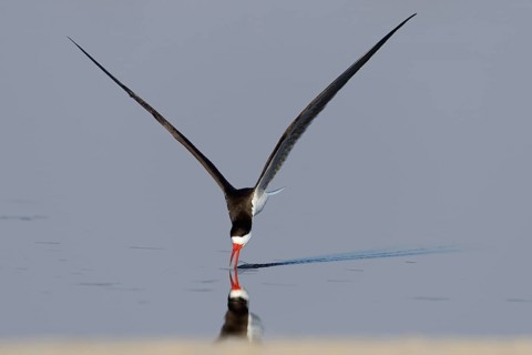 African skimmer