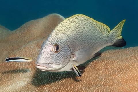 Blackfin slatey