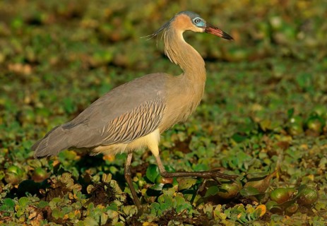 Whistling Heron