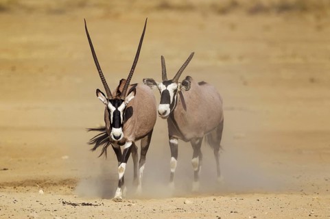 Gemsboks