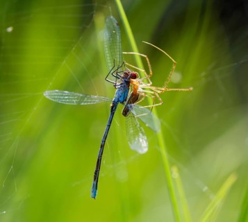 Stretcher spider