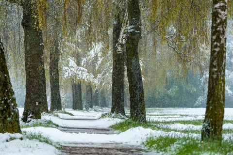 Birch tree alley