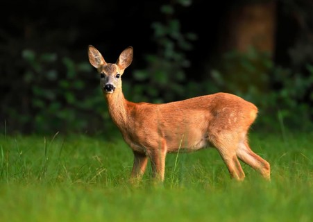Roe deer
